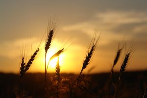 Vláda schválila zemědělcům 2,6 mld korun jako pomoc před krizí