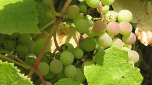 Vláda odsouhlasila podporu pro vinaře