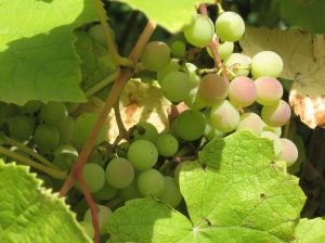 Vláda odsouhlasila podporu pro vinaře