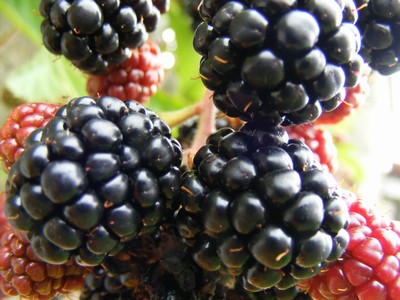 Jaké potraviny chceme jíst? Tradiční, organické anebo geneticky modifikované?