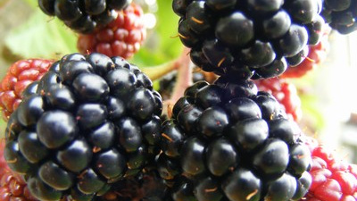 Jaké potraviny chceme jíst? Tradiční, organické anebo geneticky modifikované?