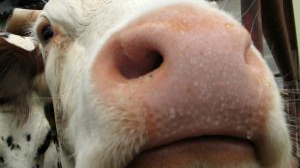 Gandalovič: Stát nemůže výkupní cenu mléka ovlivnit