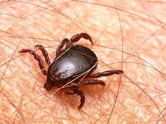 Klíště, Lymská borelióza, Klíšťová encefalitida - Sezóna klíšťat je v plném proudu