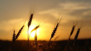 Provozní úvěry pro zemědělce od GE Money Bank s dotacemi úroků a garancemi z PGRLF