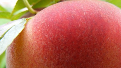 EU podpoří propagaci zemědělských produktů 28 miliony eur