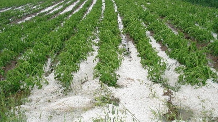 Česká pojišťovna: Škody v zemědělství jsou letos nejhorší za posledních dvacet let