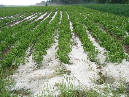 Česká pojišťovna: Škody v zemědělství jsou letos nejhorší za posledních dvacet let