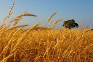 Chcete ušetřit za vytápění? Spalujte obilí!