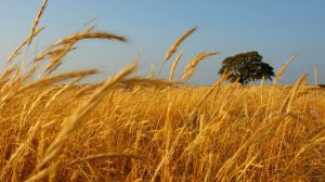 Chcete ušetřit za vytápění? Spalujte obilí!