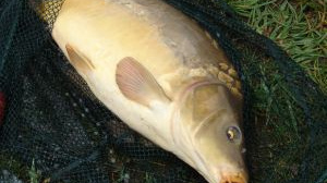 Kapr vládne na moravských štědrovečerních stolech, u Čechů zas řízek