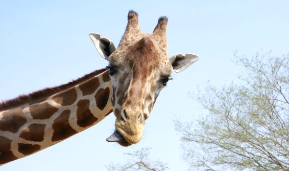 Zoo ani v zimě nespí, zájem návštěvníků je jen menší