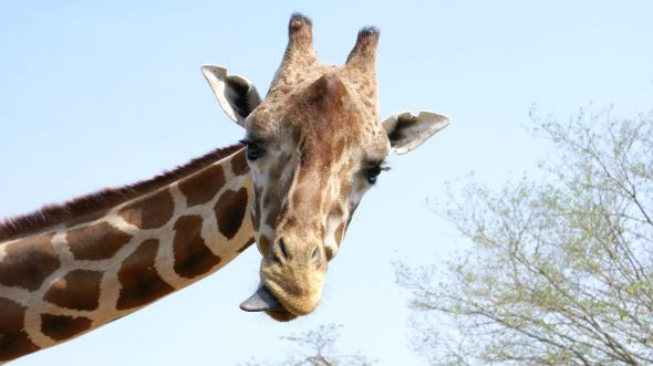 Zoo ani v zimě nespí, zájem návštěvníků je jen menší