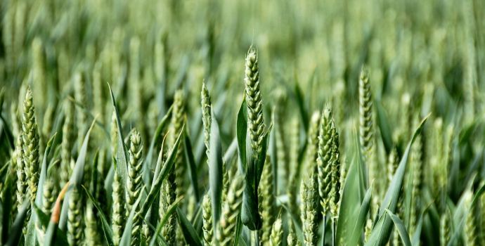 Potravinový masakr aneb revoluce kvůli drahým potravinám