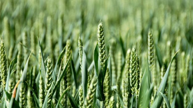 Ceny potravin poprvé po osmi měsících celosvětově klesají