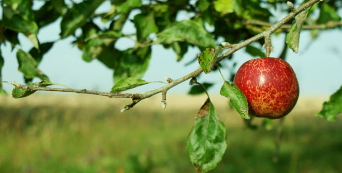 Sklizeň ovoce bude nejnižší za posledních 50 let, pěstitelé se nemohou ani pojistit