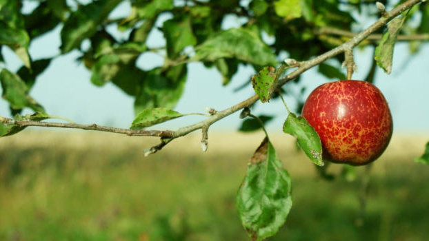 Sklizeň ovoce bude nejnižší za posledních 50 let, pěstitelé se nemohou ani pojistit