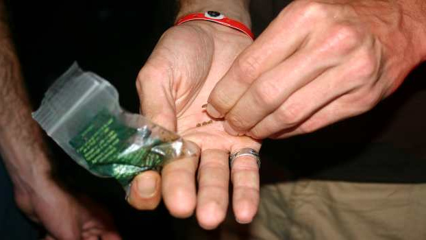 V Česku se bude pěstovat marihuana ve velkém