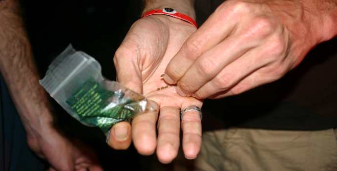 V Česku se bude pěstovat marihuana ve velkém