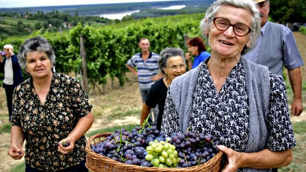 Číňané chtějí na Moravě pěstovat rýži a vyvážet tuzemské víno