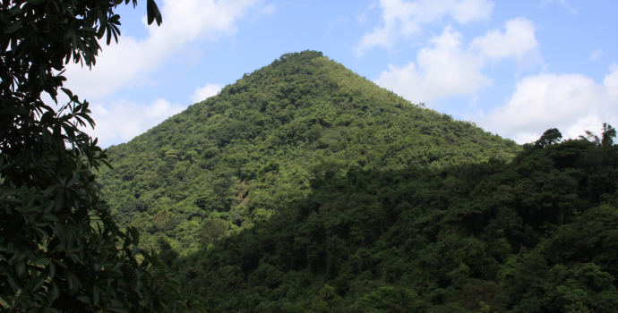 Lesy ČR mají během tří let přidat do státní kasy devět miliard