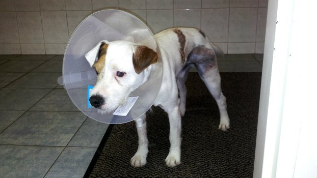 Pojištění psa: Kolik stojí a k čemu je dobré?