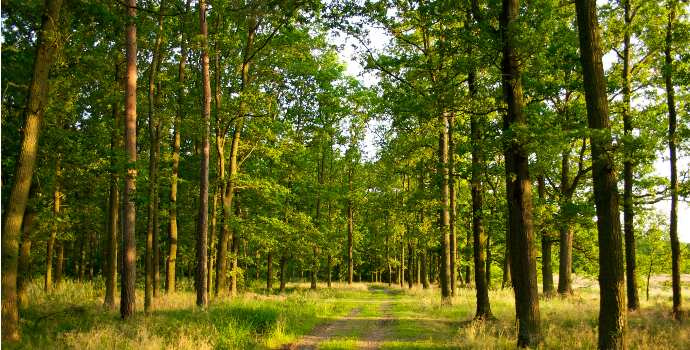 Církevní restituce sníží zisk Lesů ČR