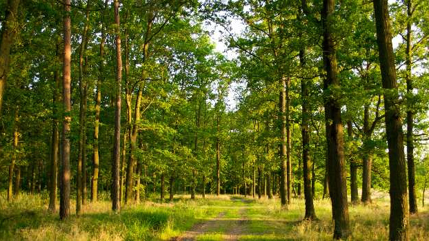 Církevní restituce sníží zisk Lesů ČR