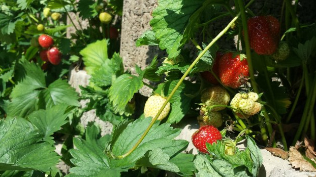 Samosběr jahod vám ušetří až 50 korun na kile. Seznam plantáží