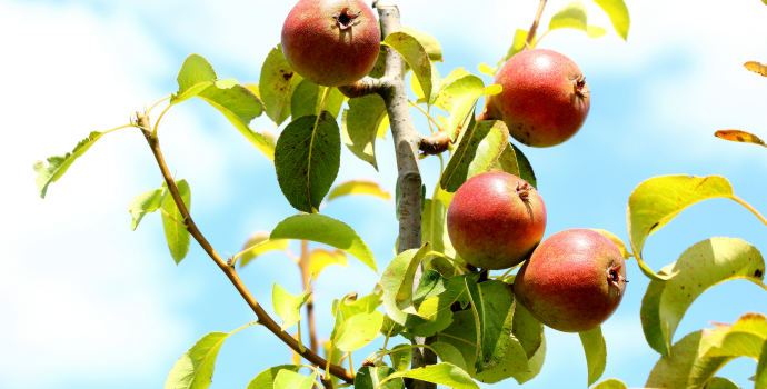České ovoce postupně mizí z trhu