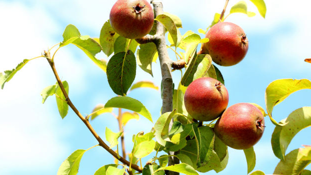 České ovoce postupně mizí z trhu