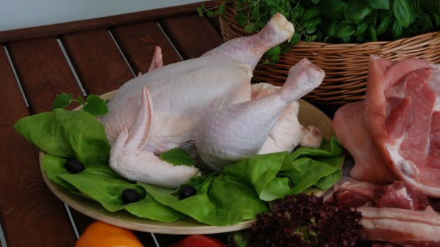 Pravda o českých kuřatech: Hybridi, kteří jen trpí?