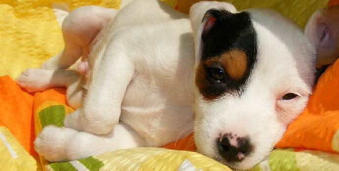 Na co si bereme úvěr? Na psa i na prsa