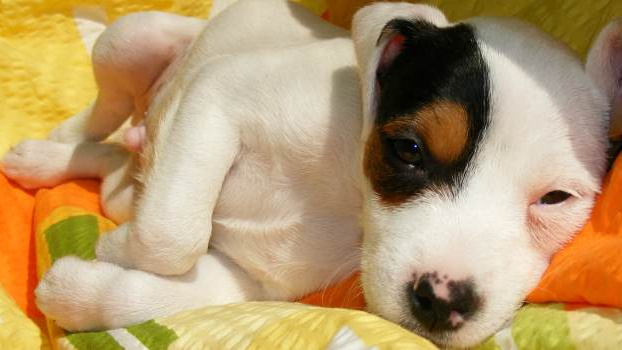 Na co si bereme úvěr? Na psa i na prsa