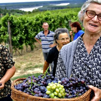 Podvodníci vydávají mošt za burčák. Jak se nenapálit?