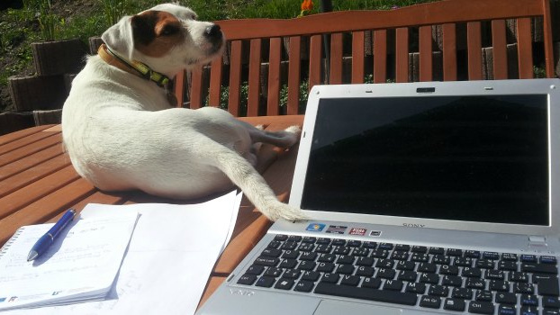 Granule pro psy: Pejsci ochutnávali suché krmivo. Které je nejlepší?