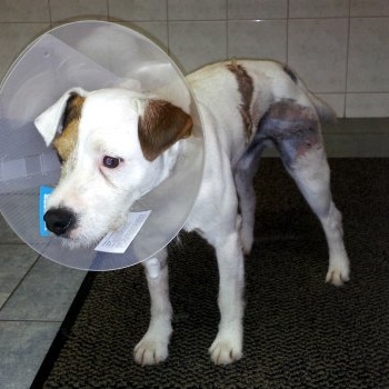 Srovnání: Kde pojistit psa, nebo kočku?