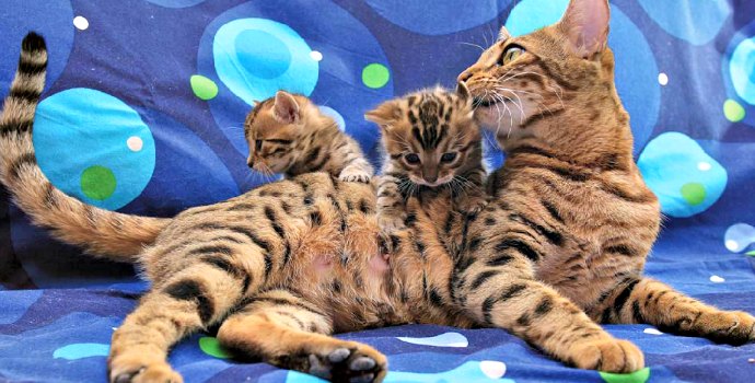 Phishing se netýká jen bankovních účtů. Aneb podvod s prodejem zvířat na inzerát