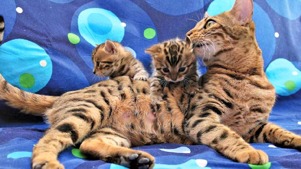 Phishing se netýká jen bankovních účtů. Aneb podvod s prodejem zvířat na inzerát