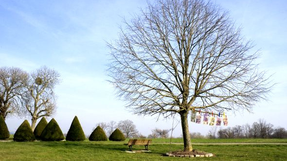 Kácení dřevin na soukromých zahradách podle novné vyhlášky