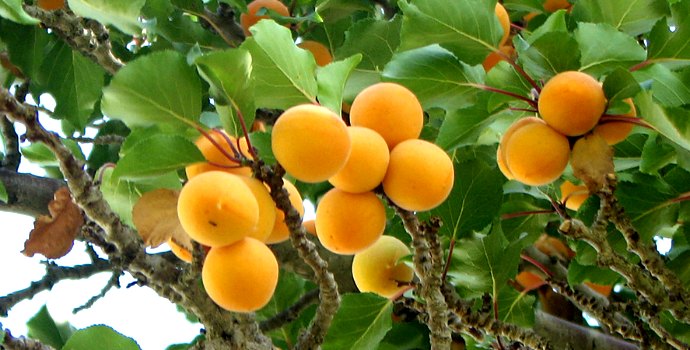 Přestaneme jíst ovoce a zeleninu z dovozu? To nepůjde tak snadno