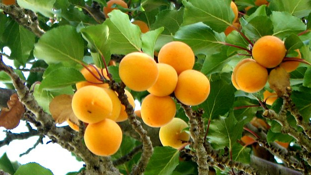 Přestaneme jíst ovoce a zeleninu z dovozu? To nepůjde tak snadno