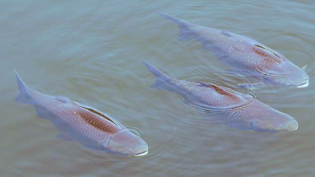 Prodej vánočních kaprů: Kdo nám pohlídá kvalitu a jak?