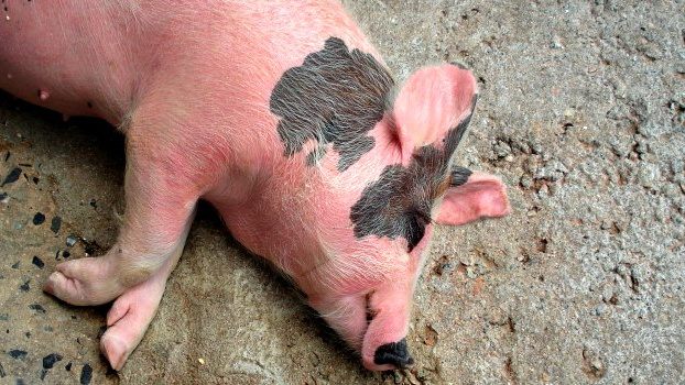 Jsou domácí zabíjačky zakázané, nebo je to mýtus?