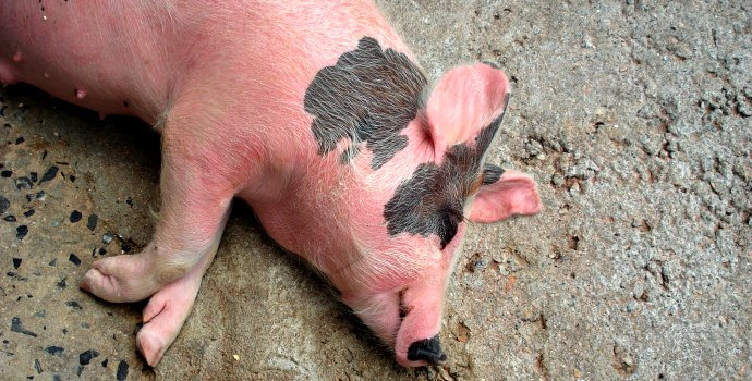 Jsou domácí zabíjačky zakázané, nebo je to mýtus?