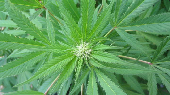 Pravda o léčivém konopí