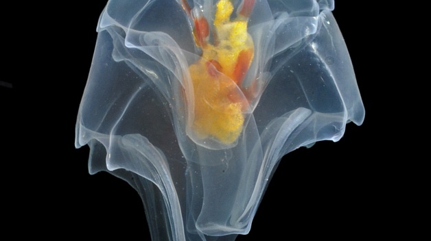 Medúza, jakou svět neviděl