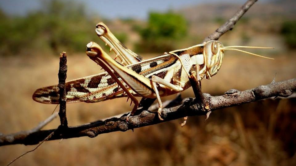 Co na to cvrček? Že mlčí?!