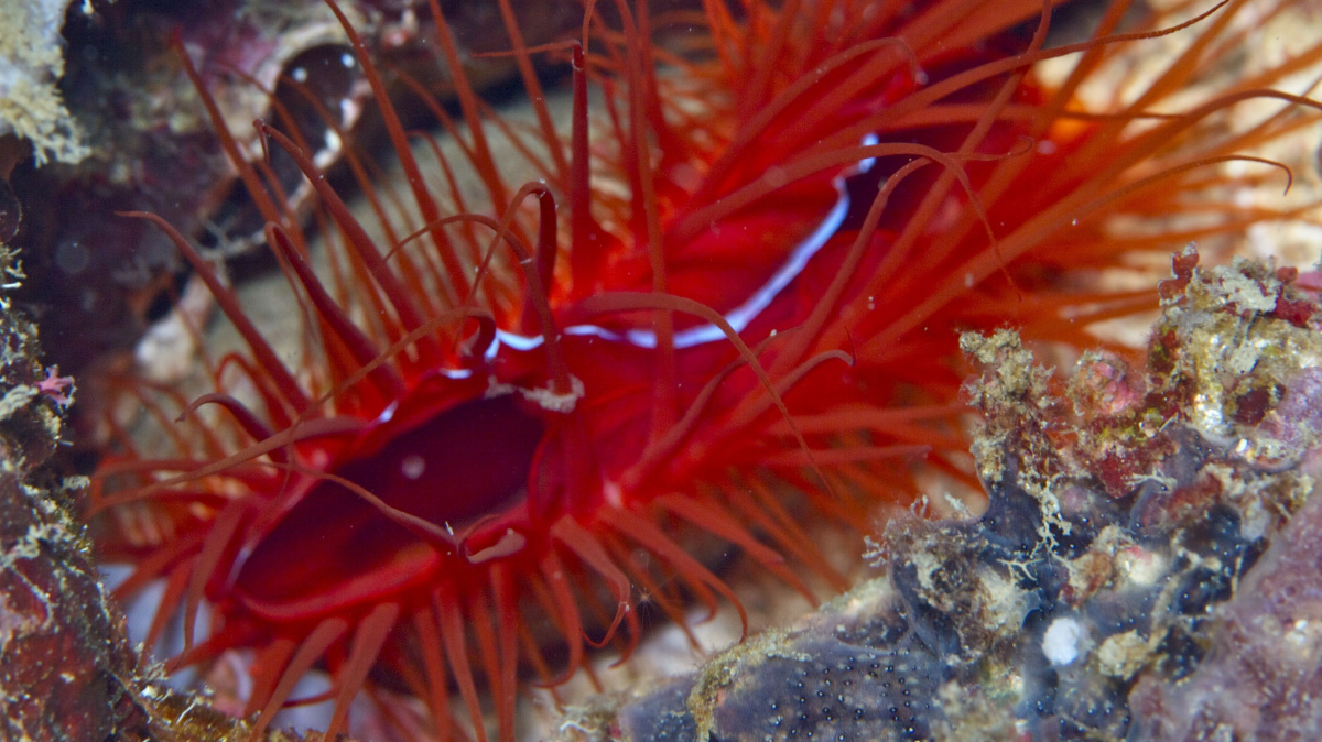 Disko škeble vábí smyslnými rty