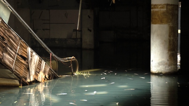 Opuštěné nákupní středisko zabydlely ryby