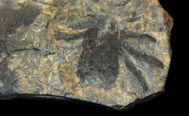 Zkamenělina prehistorického pavouka